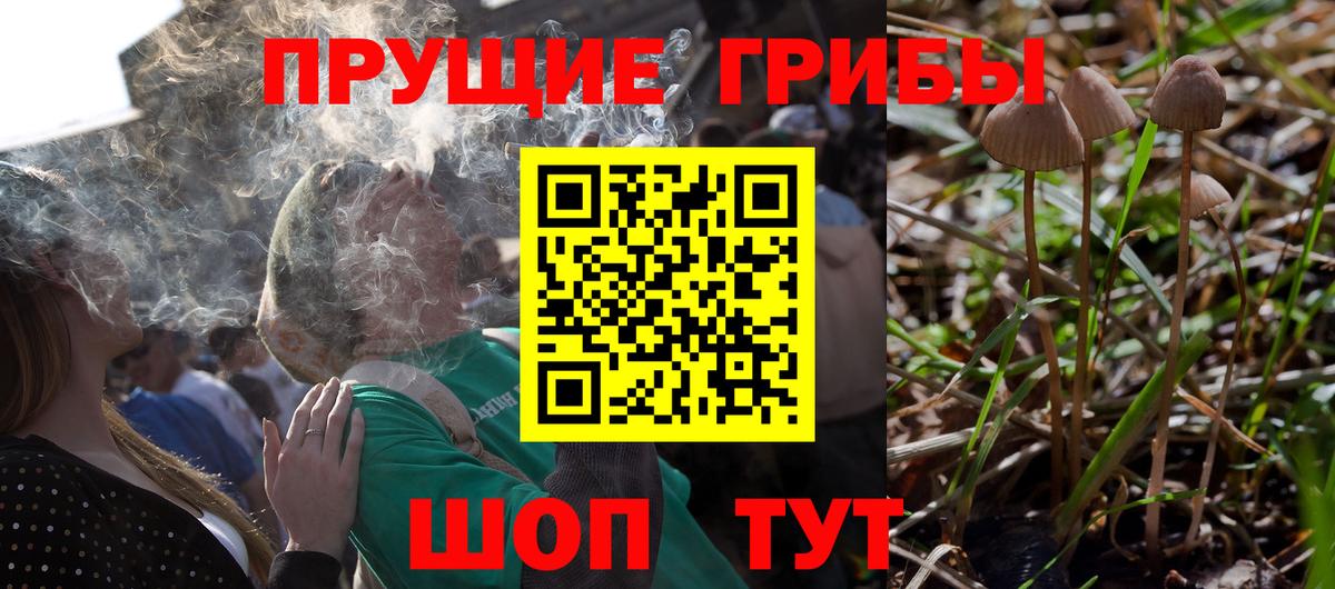 Краснознаменск  Псилоцибиновые грибы Psilocybe  Вход с VPN 